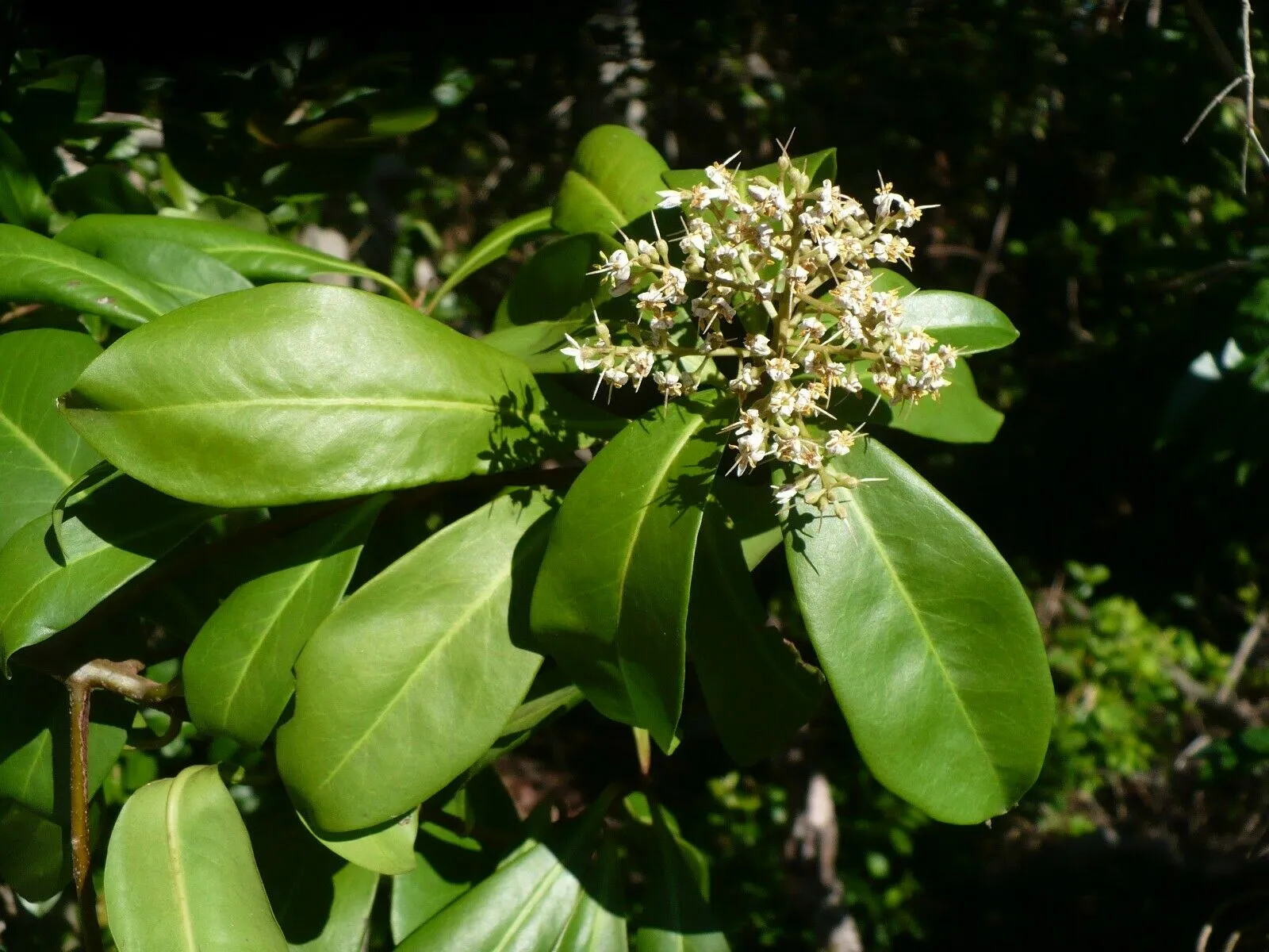 Marlberry Ardisia escallonioides 10 Seeds   USA Company