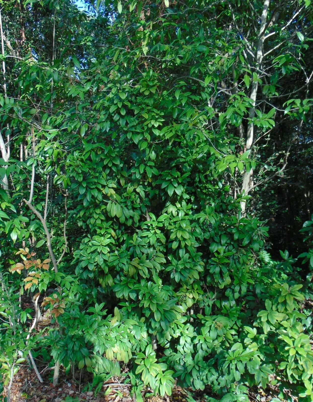 Marlberry Ardisia escallonioides 10 Seeds   USA Company