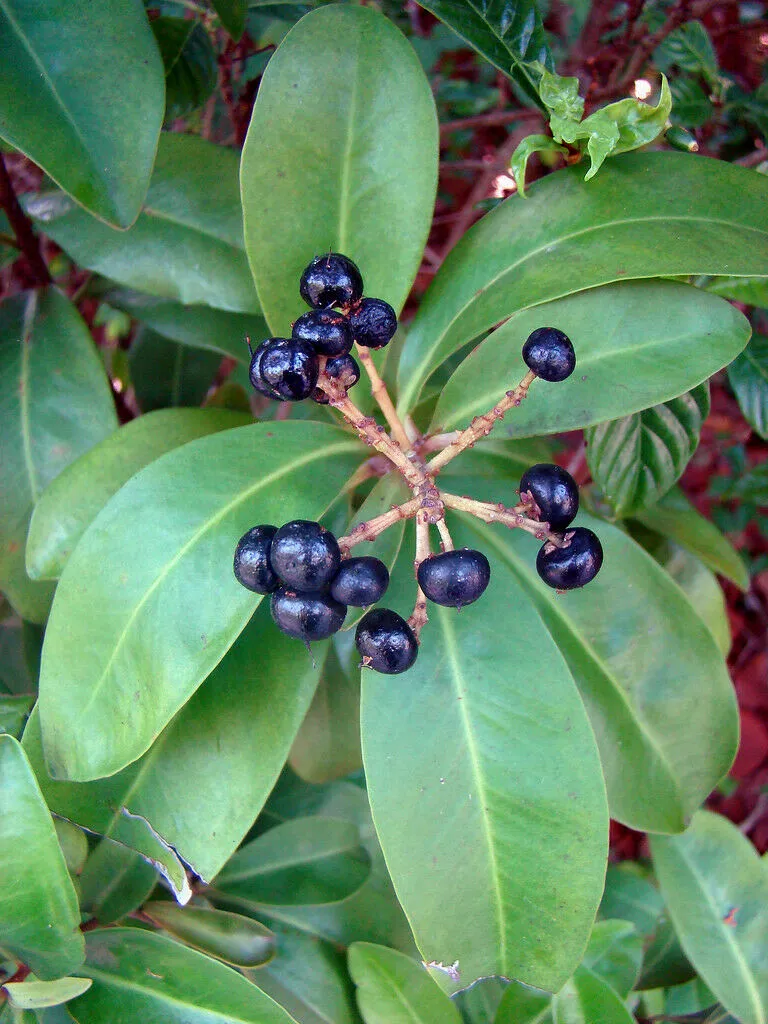 Marlberry Ardisia escallonioides 10 Seeds   USA Company