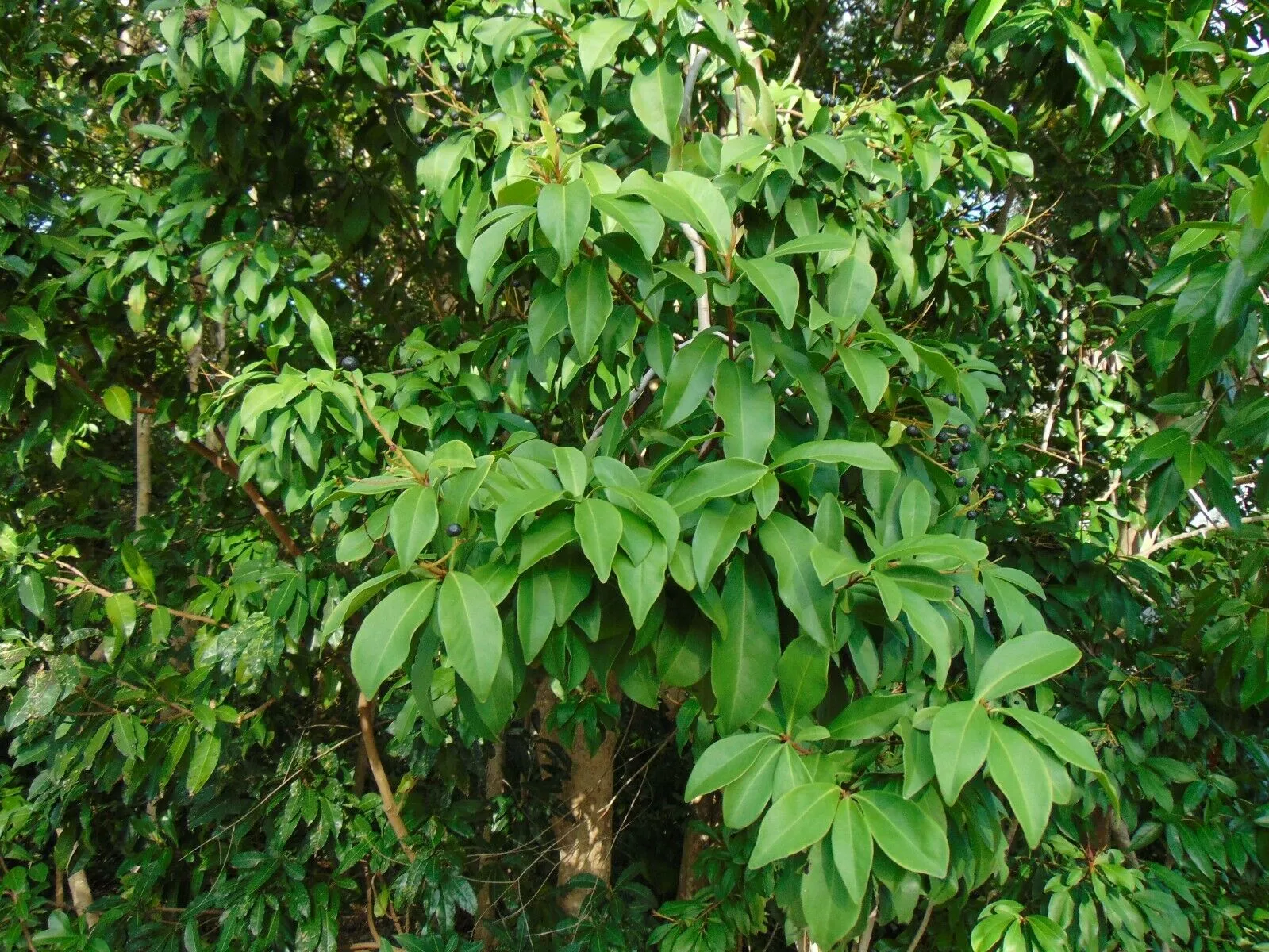 Marlberry Ardisia escallonioides 10 Seeds   USA Company