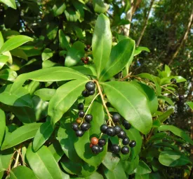 Marlberry Ardisia escallonioides 10 Seeds   USA Company