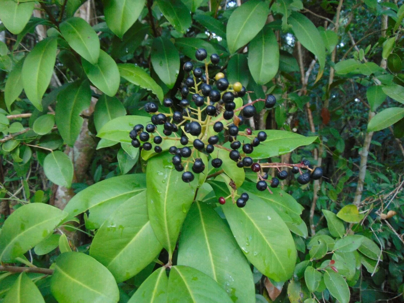 Marlberry Ardisia escallonioides 10 Seeds   USA Company